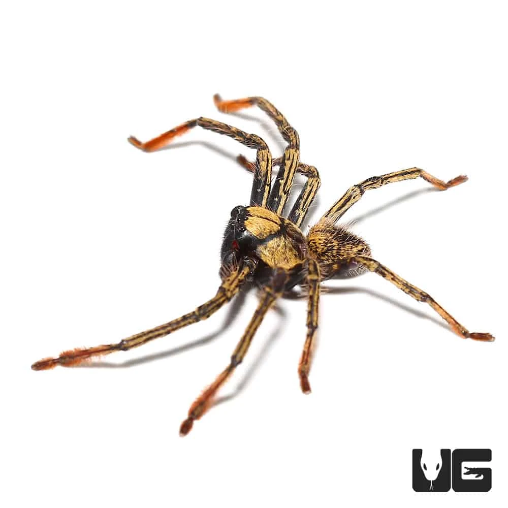 Gold Skeleton Huntsman - Image 3