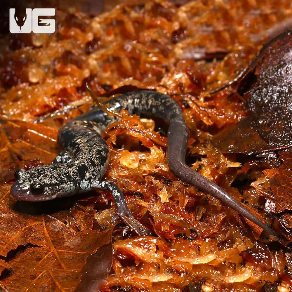 Gold Slimy Salamander - Image 4