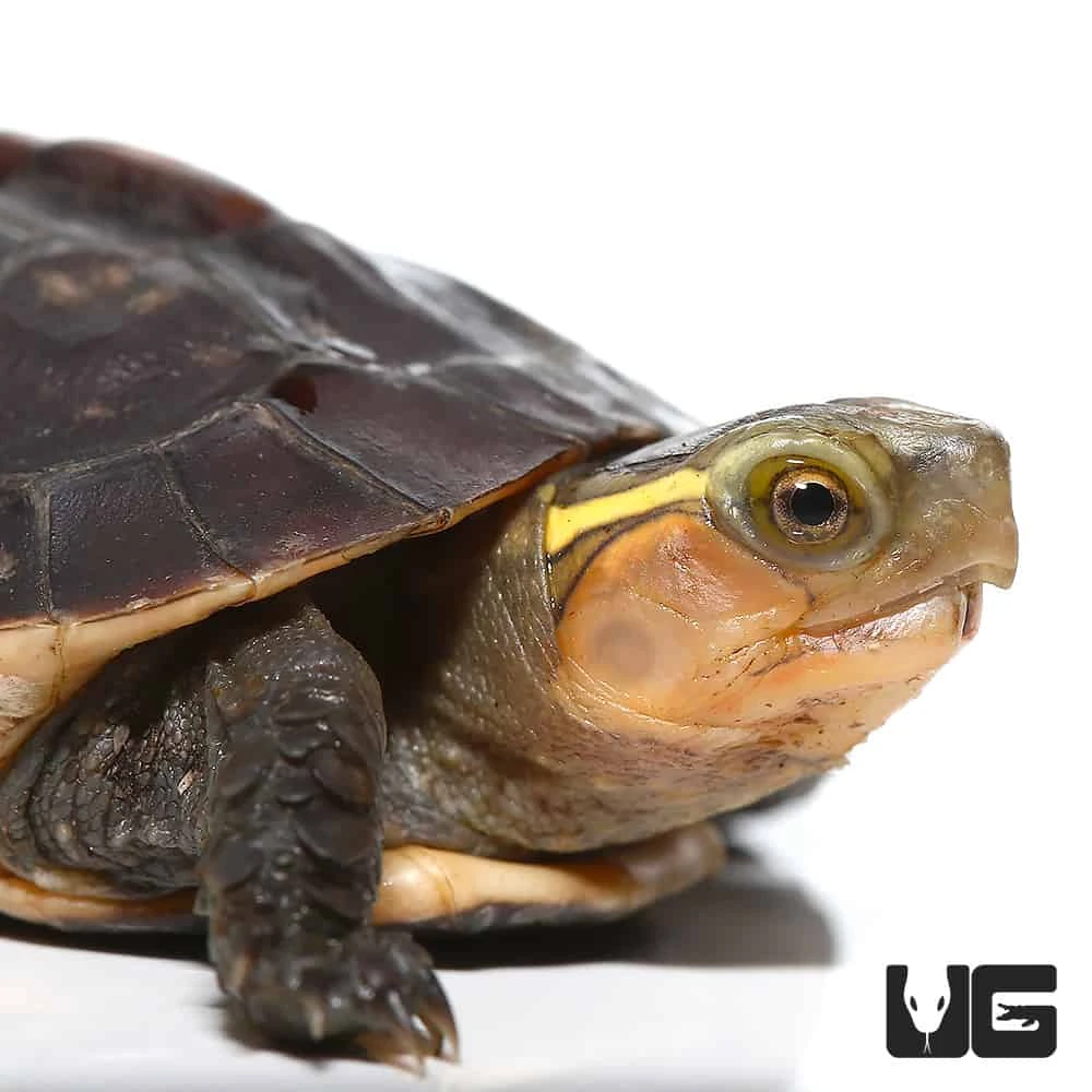 Golden Head Chinese Box Turtle