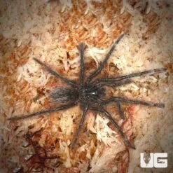 Goliath Birdeater Tarantula (1.5 – 2”)
