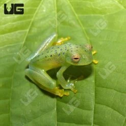 Granular Glass Tree Frog