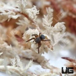 Greek Ladybird Spider
