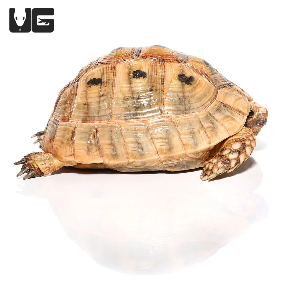 Female Golden Greek Tortoise #1 - Image 2