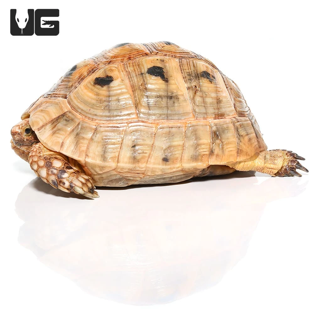 Female Golden Greek Tortoise #1 - Image 5