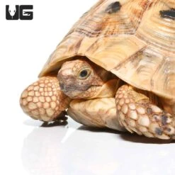 Female Golden Greek Tortoise #1