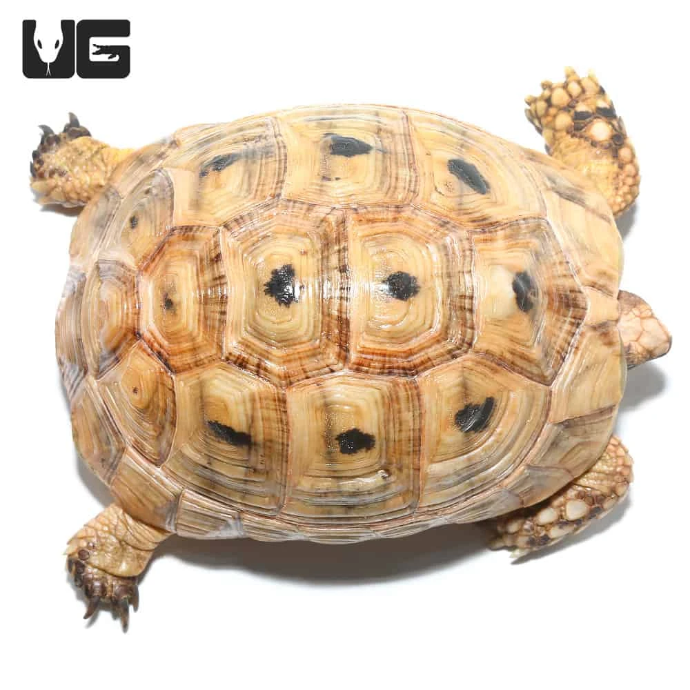 Female Golden Greek Tortoise #1 - Image 3