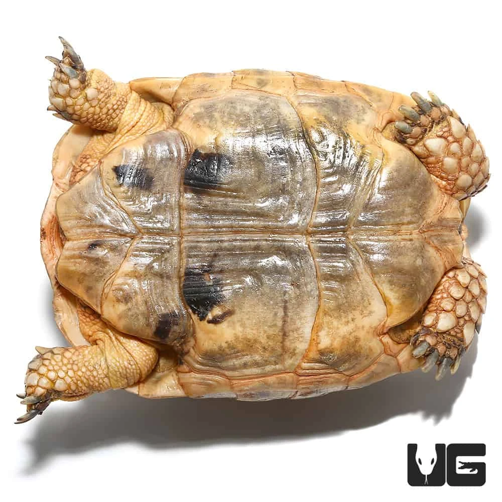 Female Golden Greek Tortoise #1 - Image 4