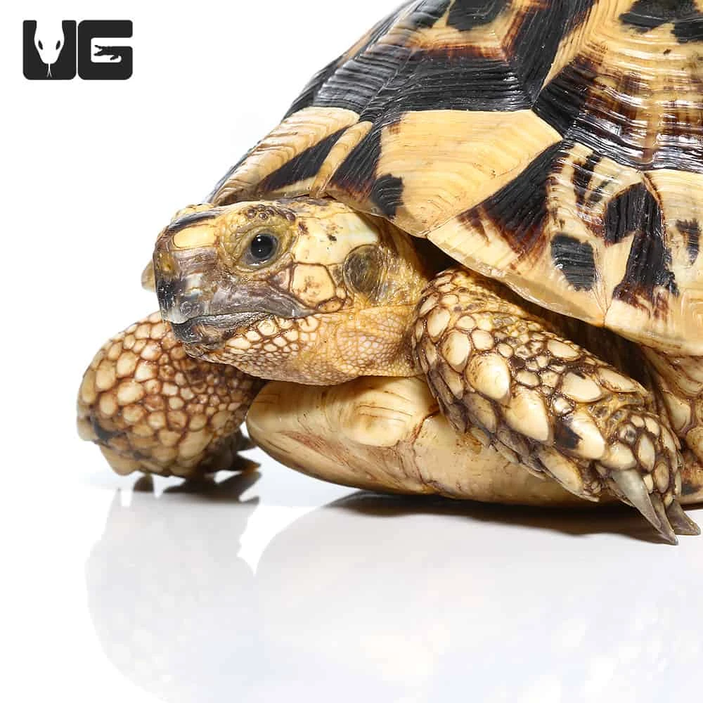 Giant Female Tunisian Greek Tortoise #2