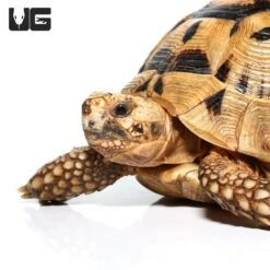 Female Greek Tortoise #3