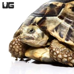 Female Greek Tortoise #4