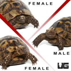 Trio Giant Greek Tortoise