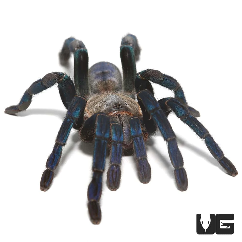 Female Green Femur Cobalt Blue Tarantula (4 – 5”)