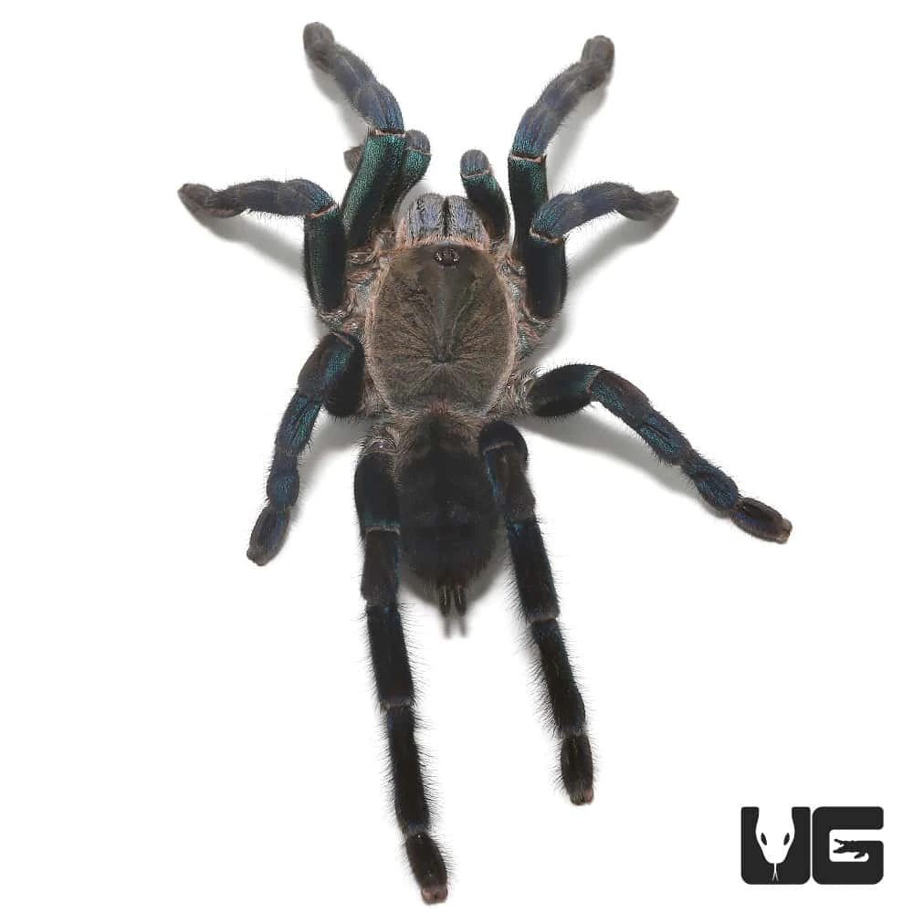 Female Green Femur Cobalt Blue Tarantula (4 – 5”) - Image 2