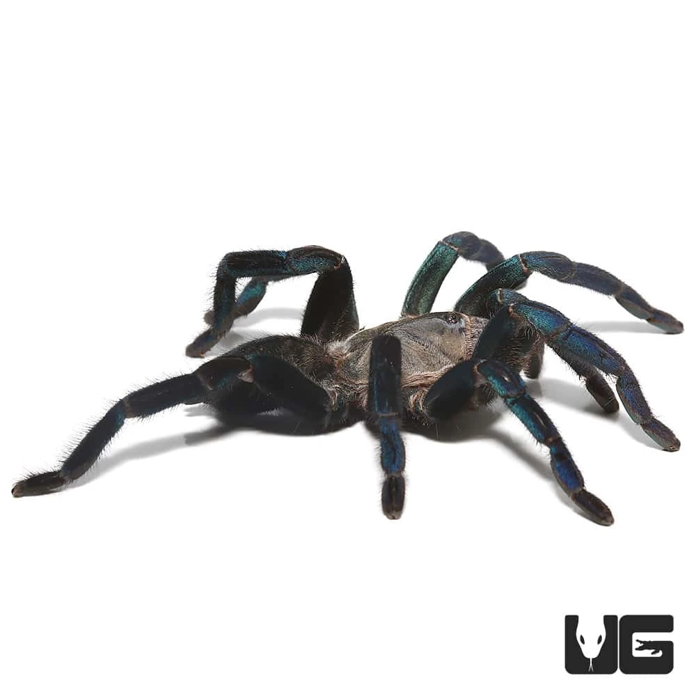 Female Green Femur Cobalt Blue Tarantula (4 – 5”) - Image 3