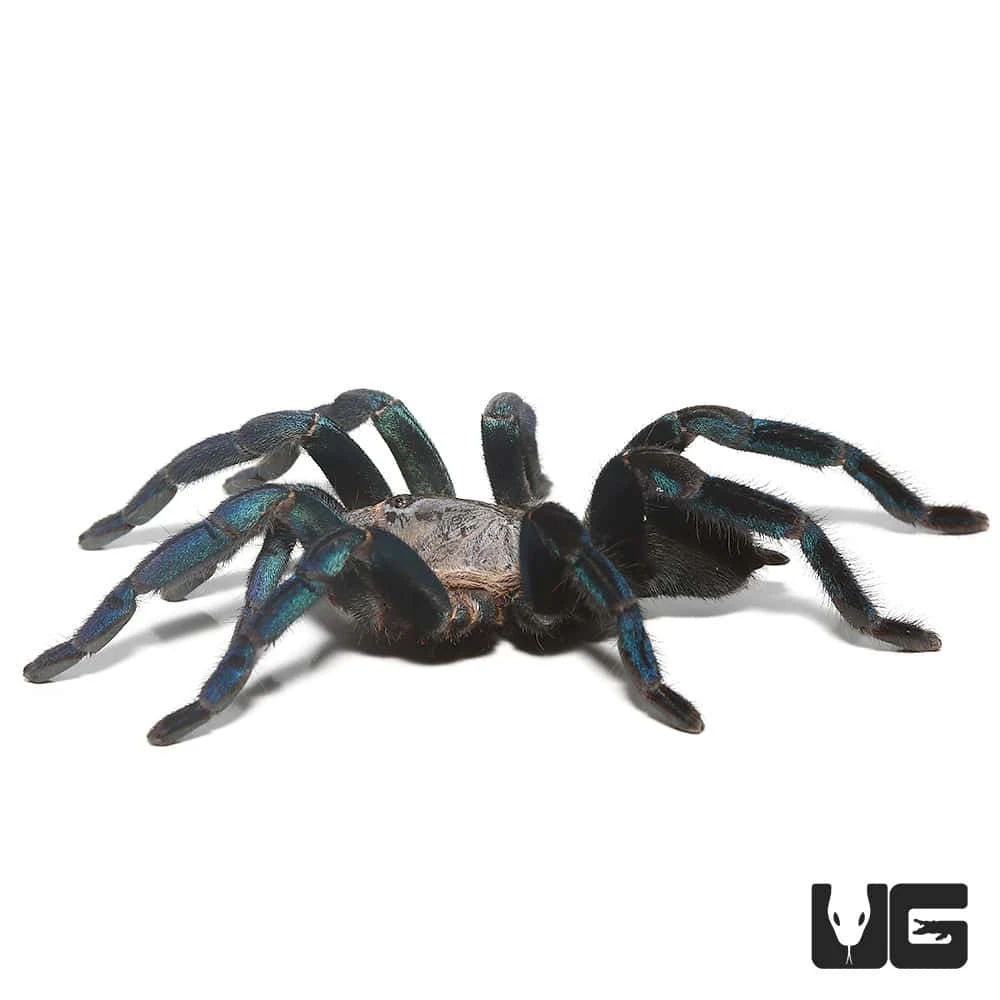 Female Green Femur Cobalt Blue Tarantula (4 – 5”) - Image 4