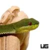 Green Purple Spotted Pit Viper