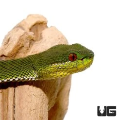 Green Purple Spotted Pit Viper