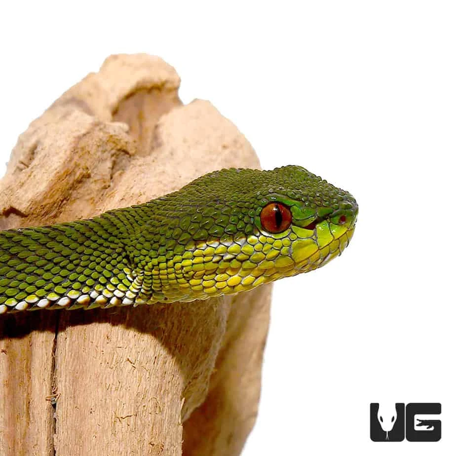 Green Purple Spotted Pit Viper