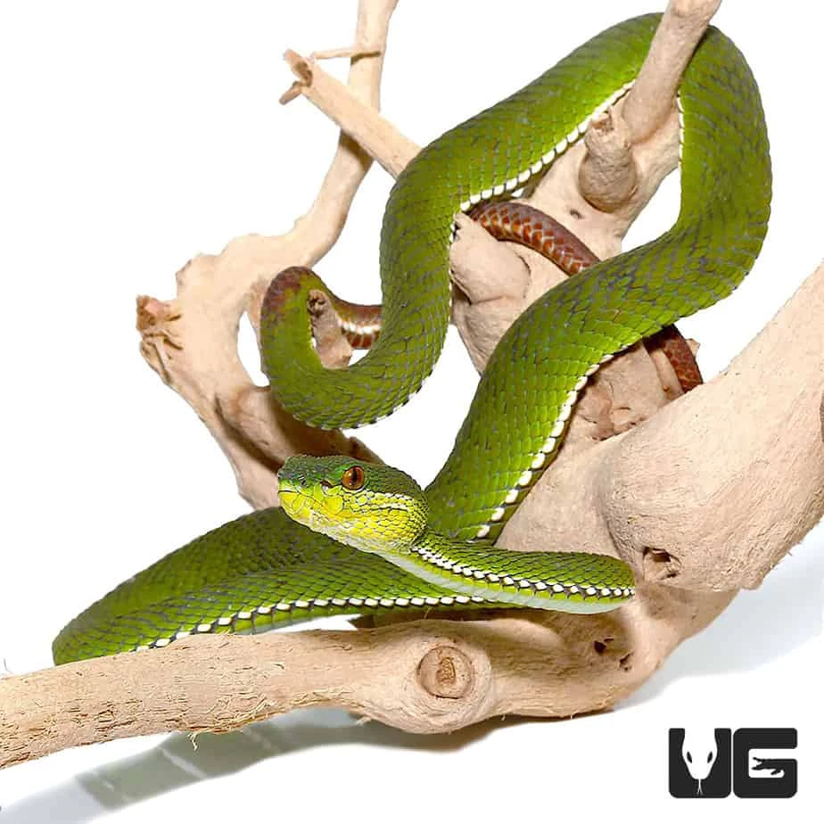 Green Purple Spotted Pit Viper - Image 2