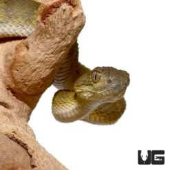 Baby Green Squamigera Bush Viper