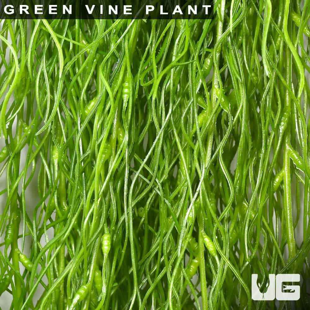 Green Vine Plant - Image 2