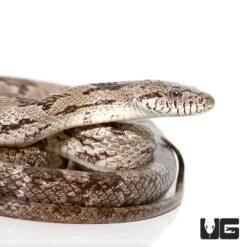 Grey Ratsnake
