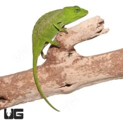 Guillaumet’s Side-Striped Chameleon