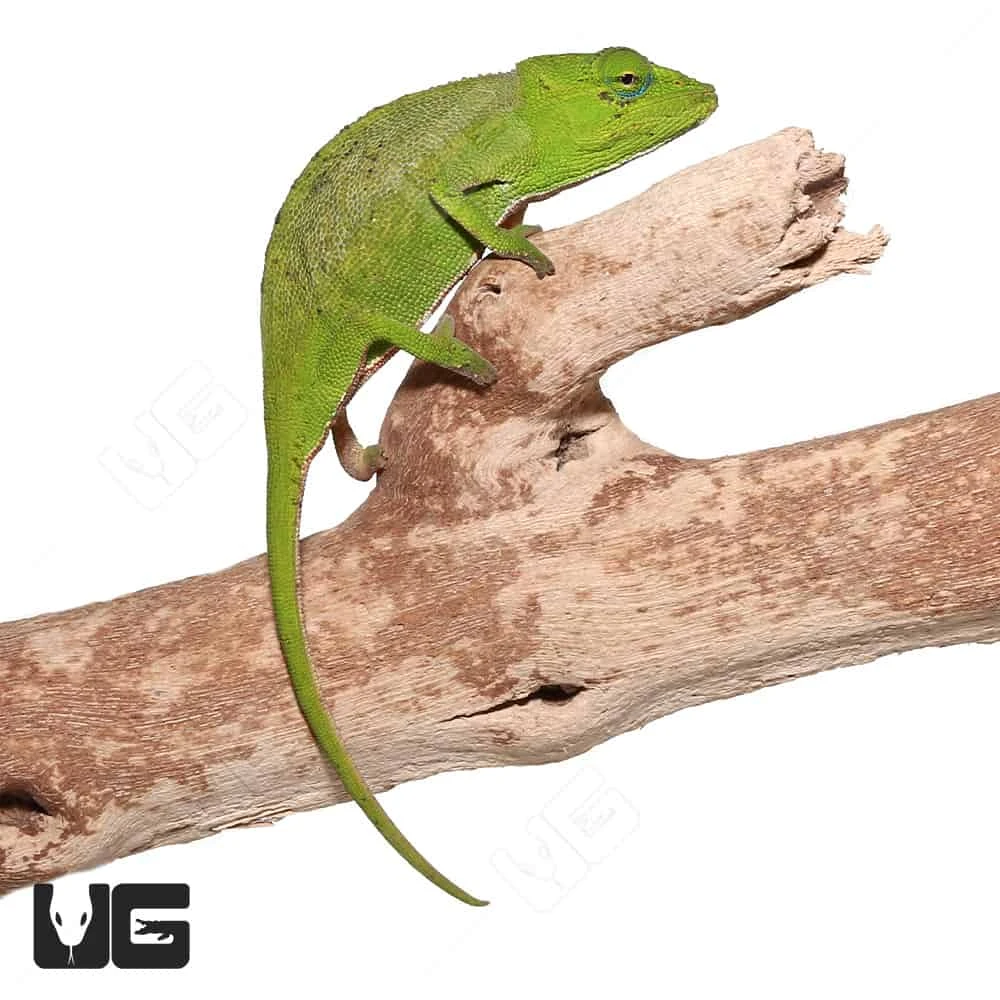 Guillaumet’s Side-Striped Chameleon