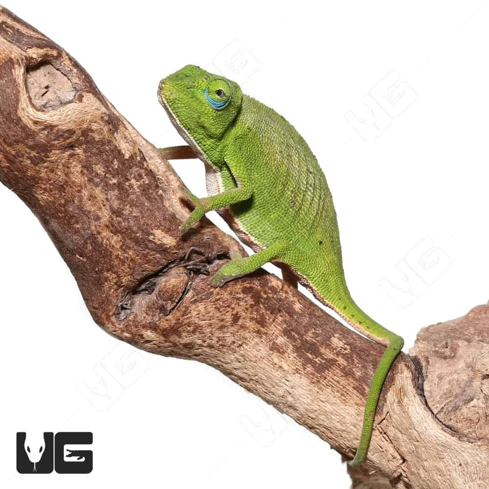 Guillaumet’s Side-Striped Chameleon - Image 3
