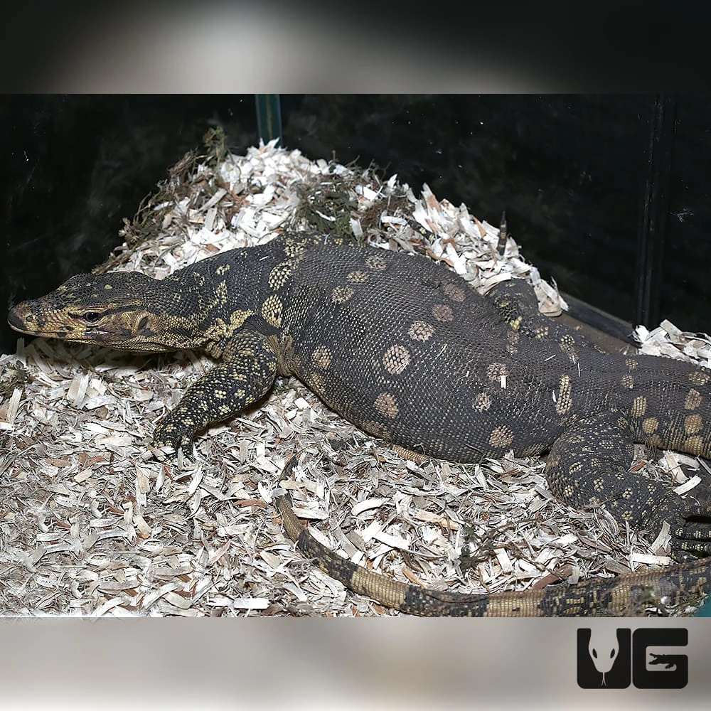 Female Guru Water Monitor - Image 4