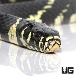 8 Ft Male Guyana Tiger Ratsnake