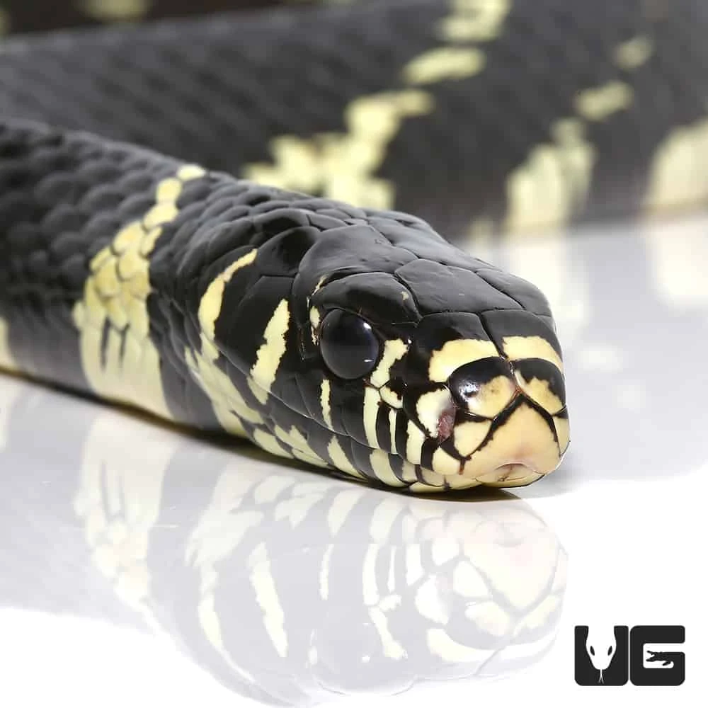 8 Ft Male Guyana Tiger Ratsnake