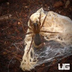 Hacklemesh Orb Weaver (.5 – .75”)
