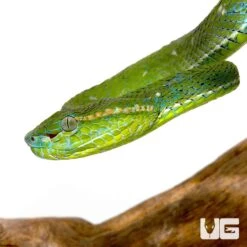 Hageni’s Pit Viper
