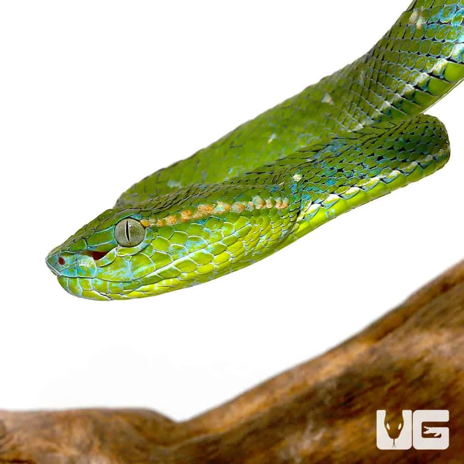 Hageni’s Pit Viper