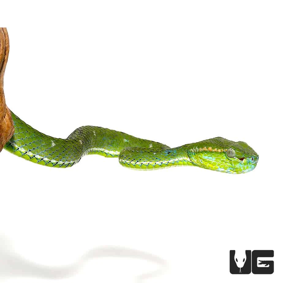 Hageni’s Pit Viper - Image 2