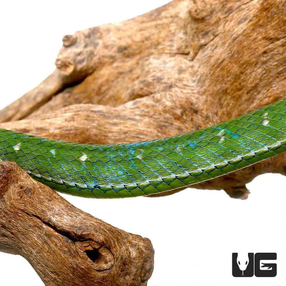 Hageni’s Pit Viper - Image 3