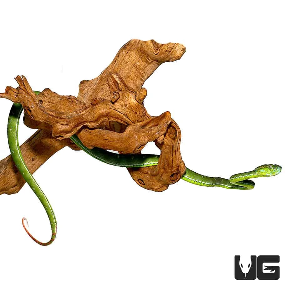 Hageni’s Pit Viper - Image 4