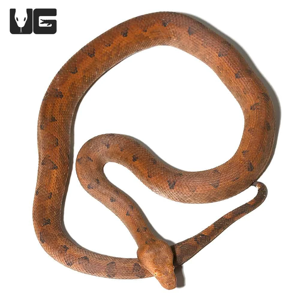 Halmahera Ground Boa