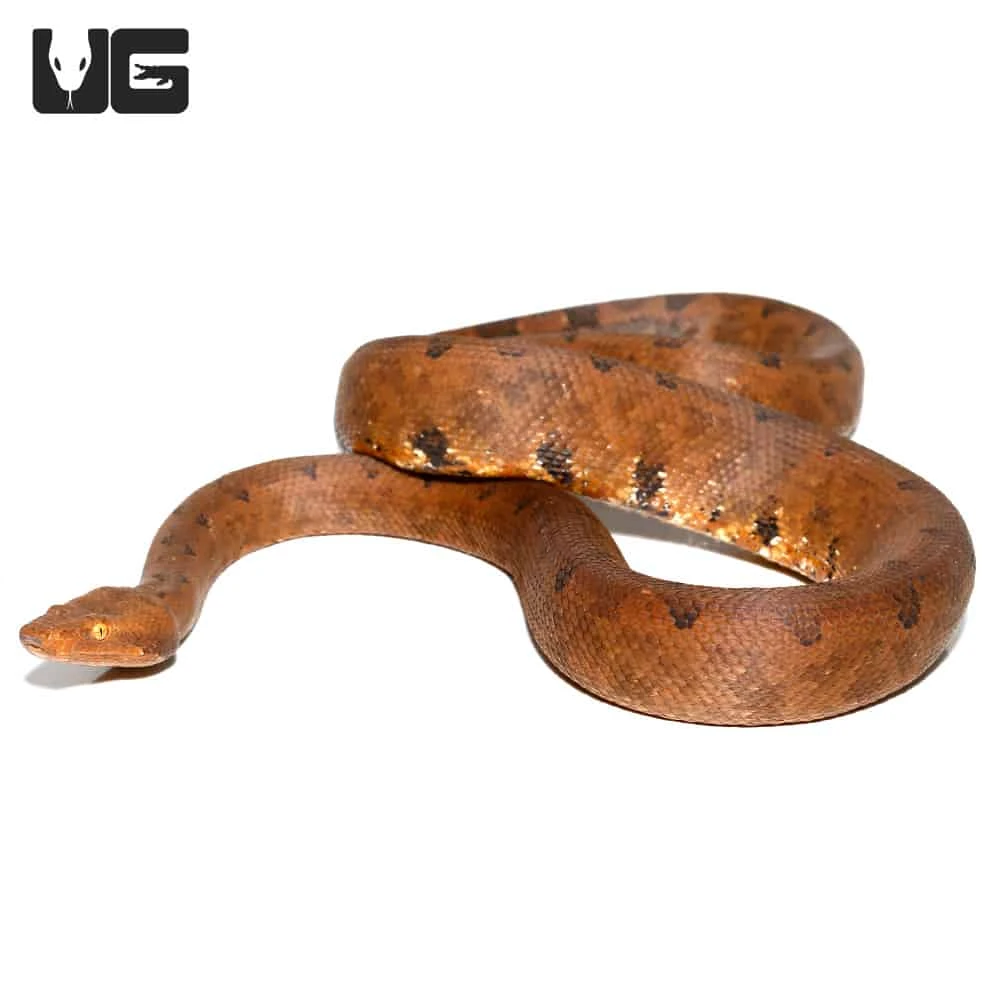Halmahera Ground Boa - Image 3