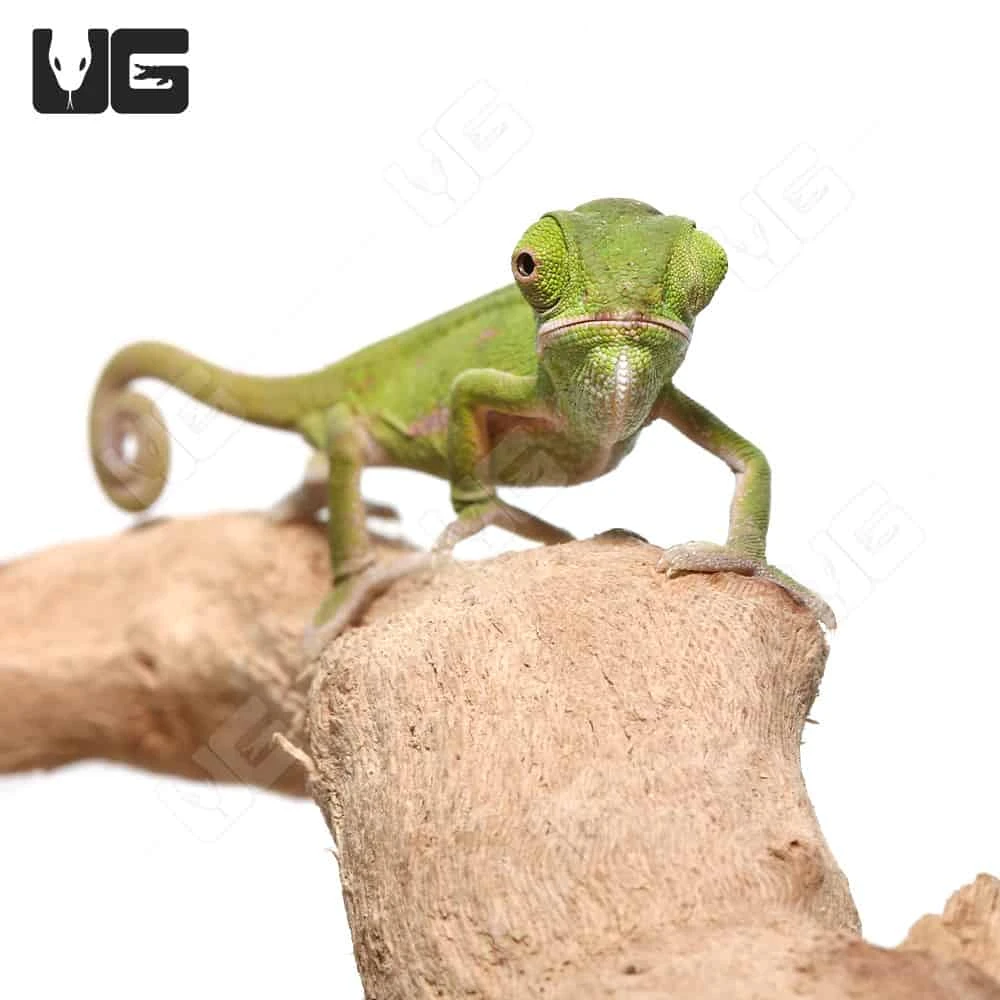 Hatchling Veiled Chameleon (2-3″) - Image 4