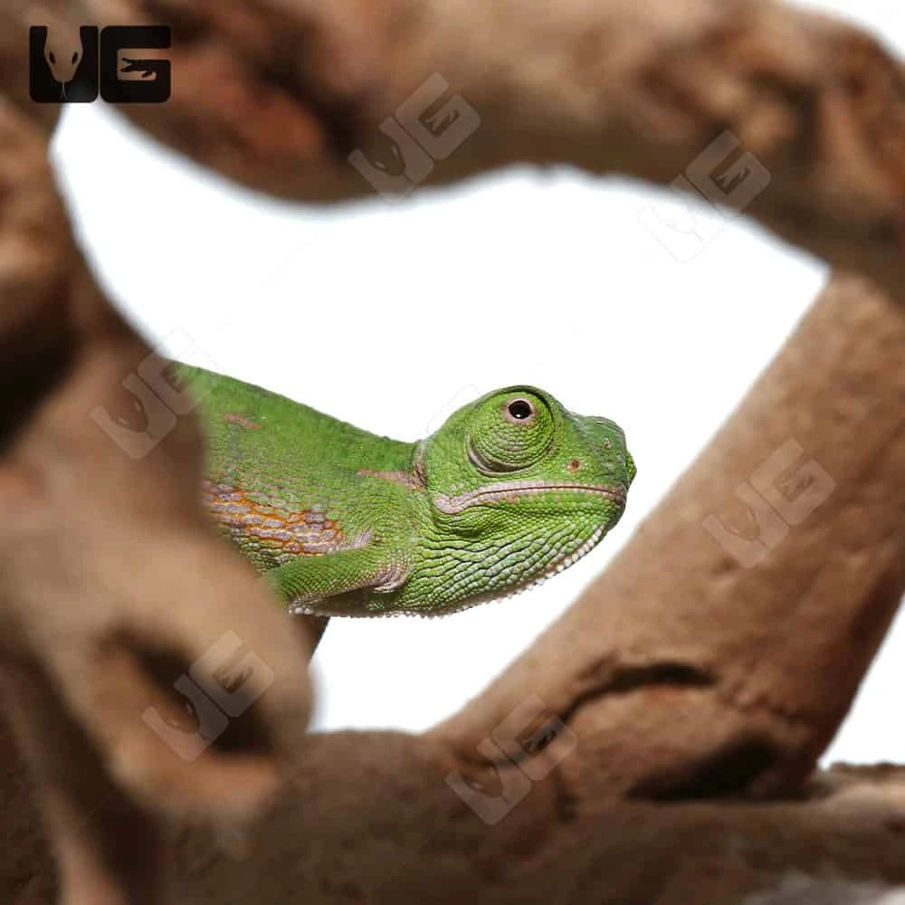 Hatchling Veiled Chameleon (2-3″) - Image 3