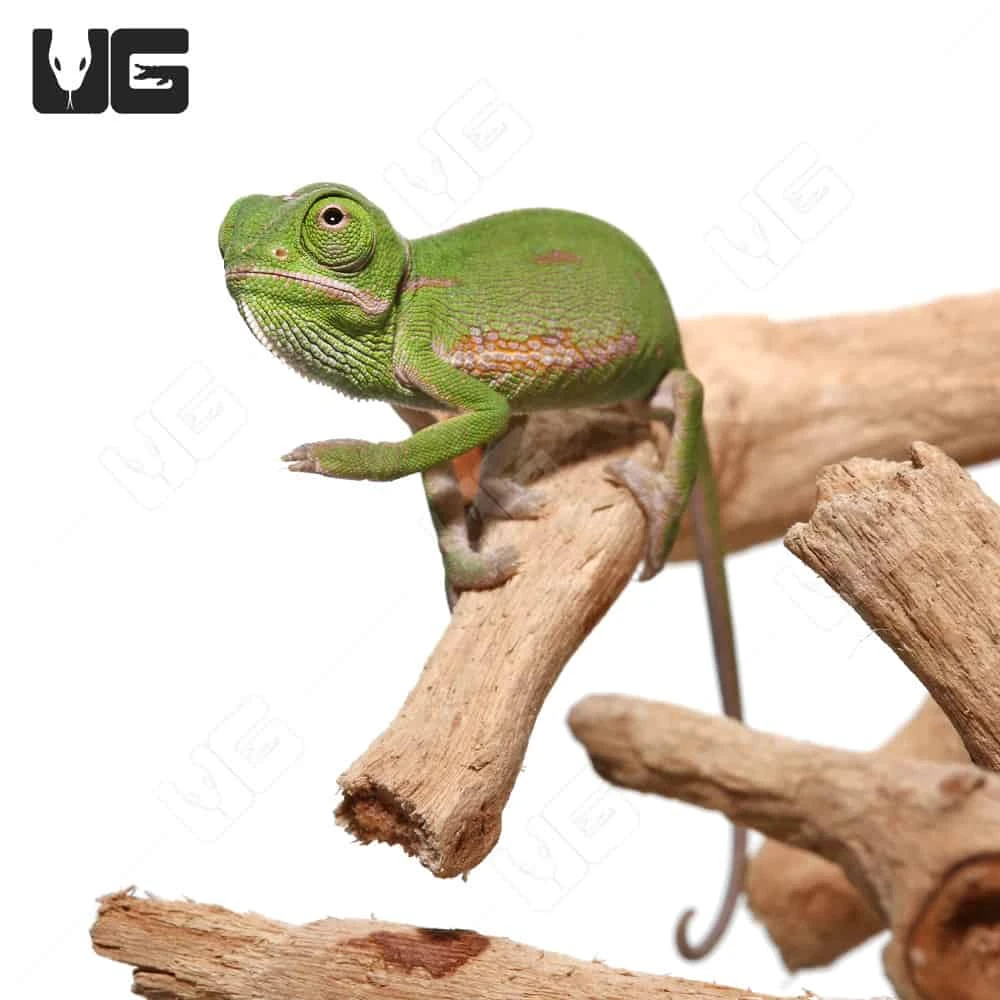 Hatchling Veiled Chameleon (2-3″)