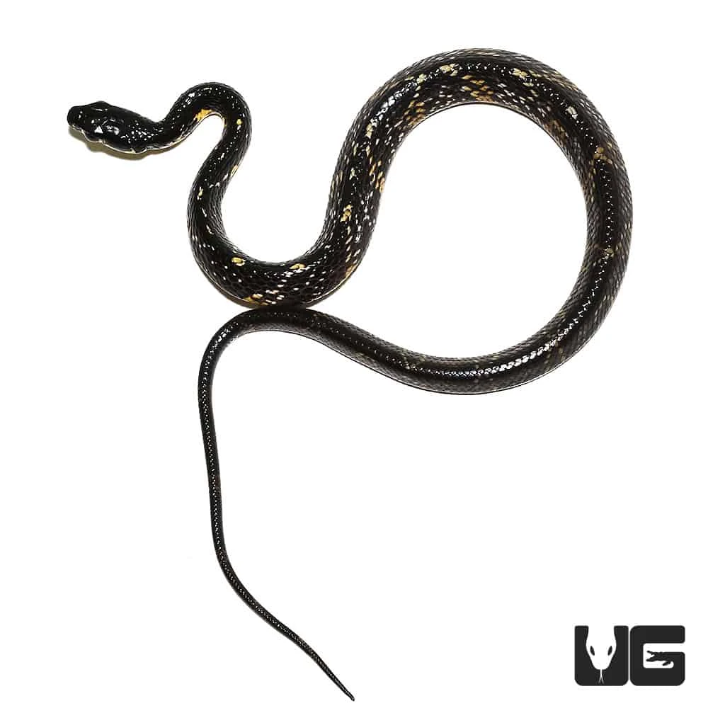 Hatchling Suriname Tiger Ratsnake