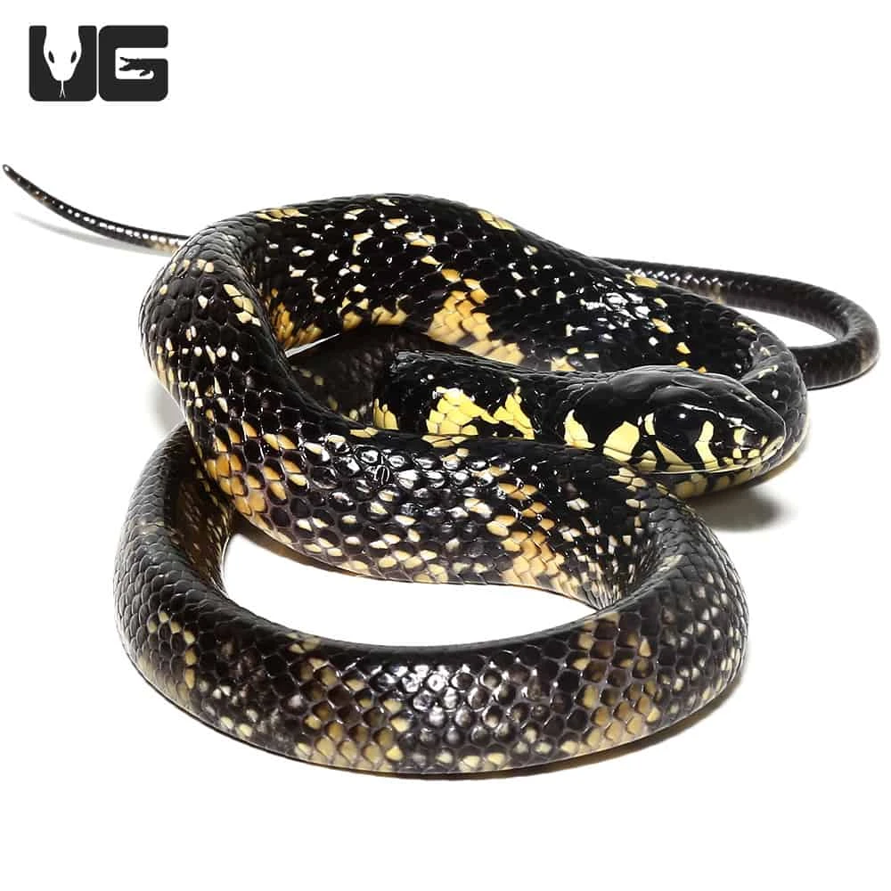 Hatchling Suriname Tiger Ratsnake - Image 2