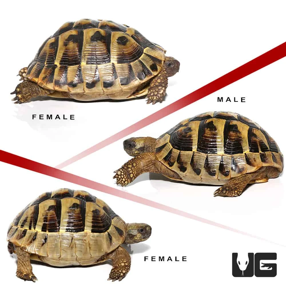 Hermann’s Tortoise Trio #2 - Image 3