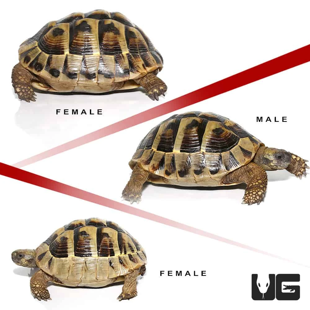 Hermann’s Tortoise Trio #2 - Image 5