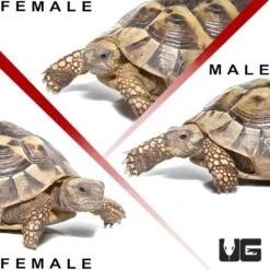 Hermann’s Tortoise Trio #3