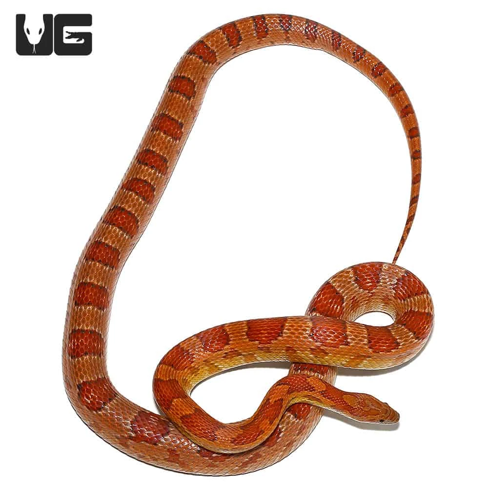 C.B. Male Het Albino Miami Cornsnake - Image 2