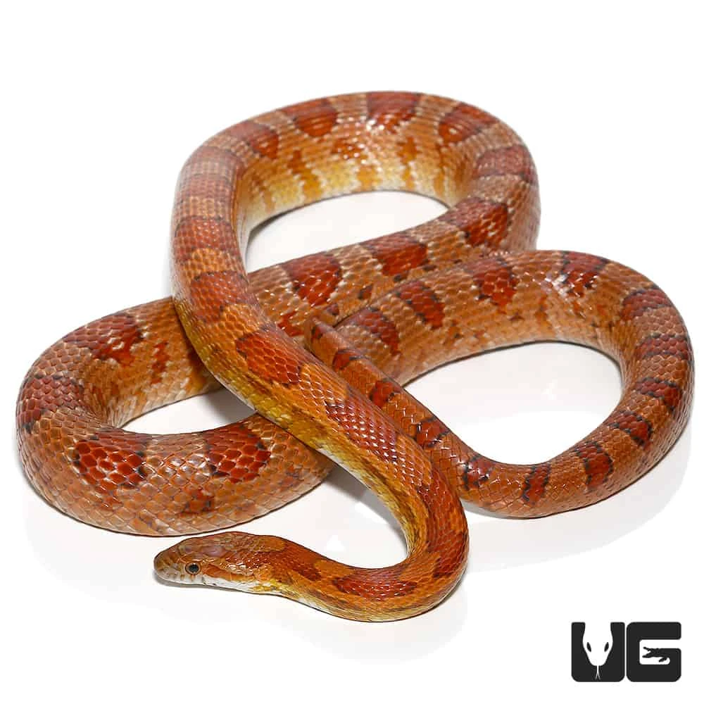C.B. Male Het Albino Miami Cornsnake - Image 3